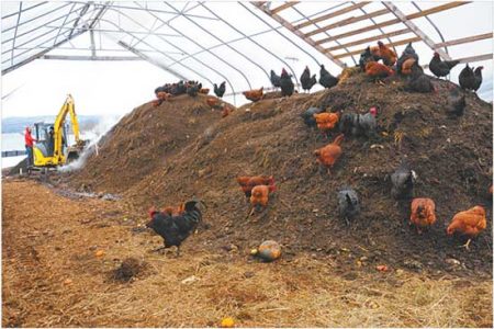 Garden Compost With Help From Laying Hens Image